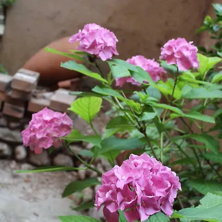 Apartment Il Giardino Dei Fiori